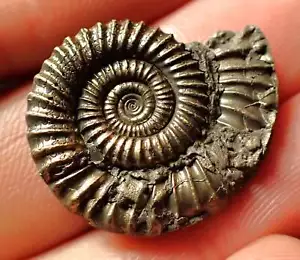 Crucilobiceras Pyrit Ammonit Fossil (26mm) Juraküste Charmouth Mineralien - Bild 1 von 6
