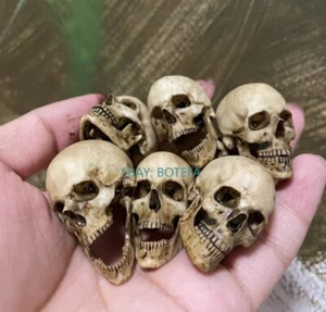 Modelo de PVC esqueleto cráneo humano escala 1/6 para figura de acción de 12" piezas utilería - Imagen 1 de 19