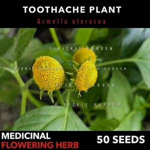 Toothache Plant Seeds, Acmella oleracea, Medicinal, Flowering Herb x 50+ Seeds - Picture 1 of 9