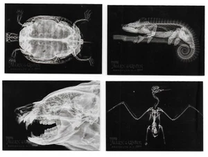 2024 Topps Allen & Ginter X-Ray’d  U-Pick your Card Complete your Set - Picture 1 of 21