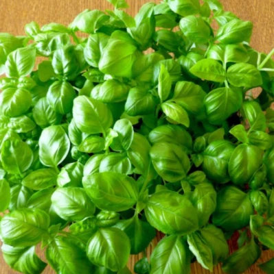 Basil GENOVESE Sweet The King of Herbs Pesto  Large Leaves USA Non-GMO 500 Seeds - Image 1 of 4