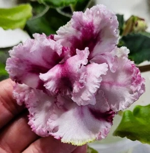 African Violet PLANT ~ LE-Vzbitie Slivki Sport 'Whipped Cream Sport' Leafpot - Picture 1 of 3