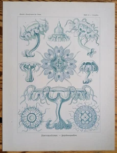 Haeckel impresión original formas de arte Discomedusae medusas (tabla 18) - 1900 - Imagen 1 de 2