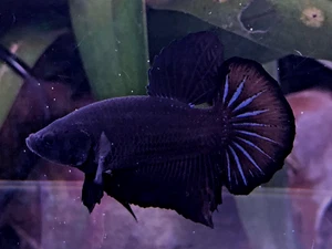 Cartel betta orquídea negra macho precios al por mayor disponibles - Imagen 1 de 2