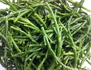 50 X SEA BEANS-NATIVE ASPARAGUS SEEDS-SAMPHIRE-GROW YOUR OWN BUSH TUCKER PLANT - Picture 1 of 9