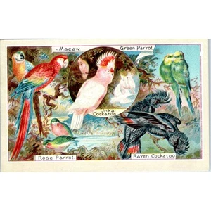North Star Shoes Minneapolis MN Exotic Birds c1880 Victorian Trade Card AE2 - Picture 1 of 2