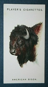 AMERICAN BISON   Vintage 1930's Colour Card SC22
