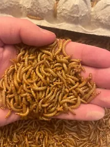 *HUGE SALE* Live Mealworms - 500 Large or Medium Sized - Reptile Food