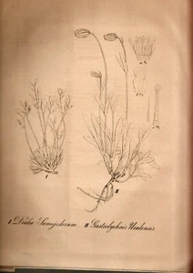 1854 Флора Северного Урала. О распространении растений на Северном Урале Russian - Picture 1 of 3