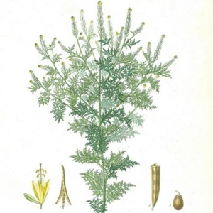 Sisymbre Parviflore - - PL 36 - Pflanze Flora - Pressestich 1872 - Bild 1 von 3