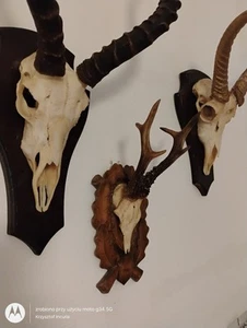 Roe Deer Roebuck Skull Antlers Trophy Taxidermy Hand Carved Wooden Shield Hunter - Picture 1 of 13