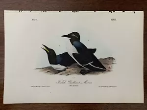 Audubon Foolish Guillemot Murre - 1840 Birds of America First Edition - Picture 1 of 5