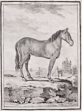 Spanish horse Pferd horses Pferde drawing Zeichnung dessin 1780