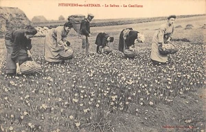CPA 45 PITHIVIERS EN GATINAIS LE SAFRAN LA CUEILLETTE - Picture 1 of 1