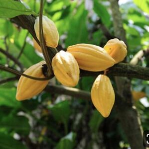 Theobroma Cacao Chocolate Live fruit tree 12”-24”
