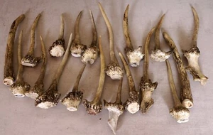 1010 g de lanzadoras de ciervo de dama Falllow Deer Antler - Imagen 1 de 1