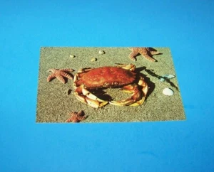 Pacific Ocean Crab Postcard - Picture 1 of 2