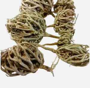 Rose von Jericho Blume von Maryam Anastatica hierochuntica 200g كف مريم - Bild 1 von 1