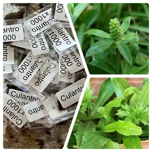 1000+ CULANTRO "Eryngium foetidum" Ngo Gai, Coriander,, Recao, Bandhan Homegrown - Picture 1 of 1