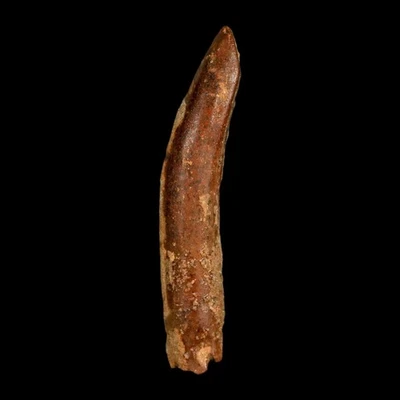 1.9" Rebbachisaurus Sauropod Fossil Tooth Early Cretaceous Dinosaur COA, Display - Image 1 of 4
