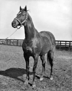Champion Racehorse MAN O WAR Glossy 8x10 Photo Print Pose Thoroughbred Poster - Picture 1 of 1