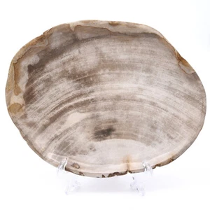 230mm Plate Fossil Wood Gemstone Crystal Natural Hand Made Mineral Decoration - Picture 1 of 3