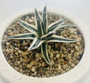 Agave White Rhino ,Variegated , 13cm wide, 17cm Pot - Picture 1 of 3