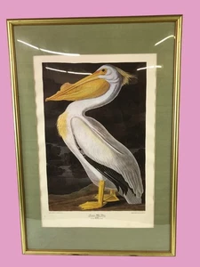 Framed 1836 Audubon American White Pelican Engraving By R. Havell PRINT - Picture 1 of 7