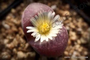 RARE LITHOPS OPTICA RUBRA mesembs exotic succulent living stone cactus 100 SEEDS - Picture 1 of 2