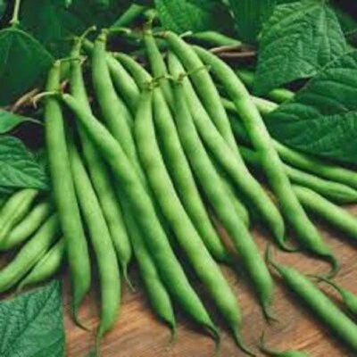 HEIRLOOM STRIKE BEANS 100 SEEDS PHASEOLUS VULGARIS STRINGLESS VEGETABLE - Image 1 of 3