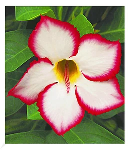 Wüstenrose 'Noble Concubine', 1 Pflanze Adenium obesum Zimmerpflanze - Bild 1 von 2