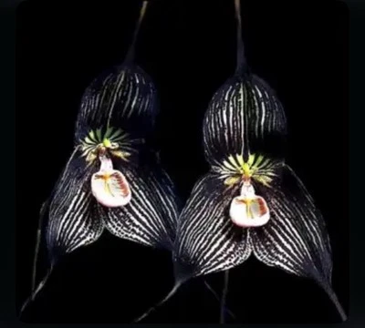 Горшок Dracula vampira 'Zorba' AM/AOS черная слоновая кость РАЗМЕР ЦВЕТЕНИЕ вид орхидеи 4 дюйма - Изображение 1 из 4