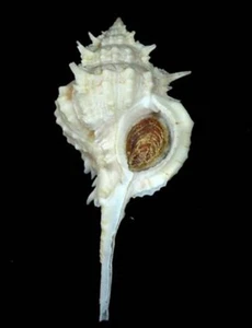 Murex Siratus cailleti - INTERESTING - Picture 1 of 2