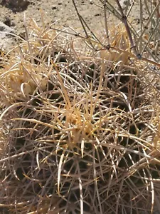 1,000 E. Xeranthemoides Cactus Seeds - Picture 1 of 6