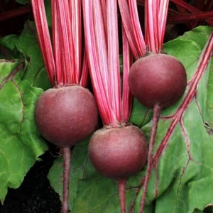 300+ Detroit Dark Red Beet Seeds/Non-GMO/Vegetables/Fresh/Gardening/Free ship - Picture 1 of 3