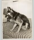 VTG DOGS GERMAN SHEPHERD 1960s Geiger PressPhoto PIX