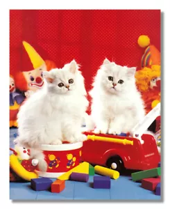 Zwei weiße Perserkätzchen Katzen sitzen auf Spielzeug Foto Wandbild 8x10 Kunstdruck - Bild 1 von 1