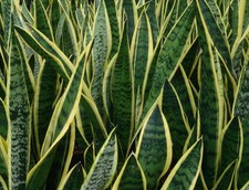 1 Sansevieria trifasciata “Laurentii” Rizoma, Cutting
