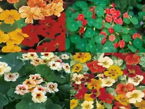 Nasturtium Sortiment - 4 Varieties - 20+ seeds - Tropaeolum majus - V 145 - Picture 1 of 5