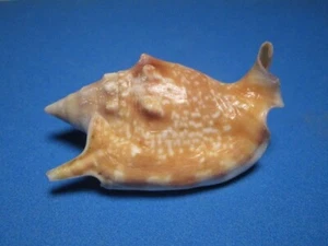 Strombus bulla ROEDING,1798 "CARAMEL TONED!" (55.7mm) - Picture 1 of 6