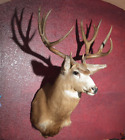 Magnificent Kaibab 5 x 6 Arizona Mule Deer!  Shoulder Mount Taxidermy