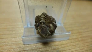 GEOLOGICAL ENTERPRISES Devonian Fossil Trilobite Acastoides verneuili Bolivia - Picture 1 of 6
