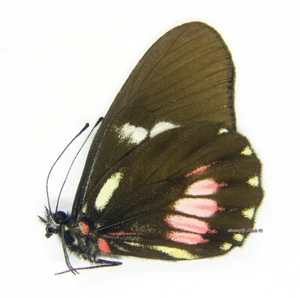 Unmounted Butterfly/Pieridae - Archonias brassolis tereas, FEMALE, Brasil - Picture 1 of 1