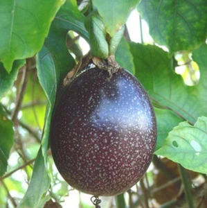 15+Purple Passion fruit Seeds(Passiflora edulis)Vine passion flower seeds USA - Picture 1 of 3