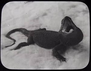Glas Magic Laterne Dia FLORA & FAUNA NR3 UM 1890 FOTO AUSTRALIEN SAVILLE-KENT - Bild 1 von 2