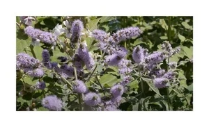 10x Mentha longifolia Rossminze Waldminze Garten Pflanzen - Samen B1343 - Picture 1 of 10