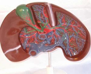 Disección hepática gigante modelo anatómico enseñanza anatomía médica - Imagen 1 de 3