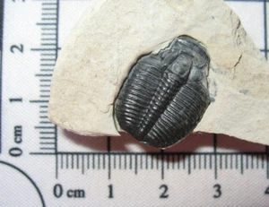 Cambrian Elrathia kingi trilobite fossil on matrix Wheeler Shale Utah #26 - Picture 1 of 1
