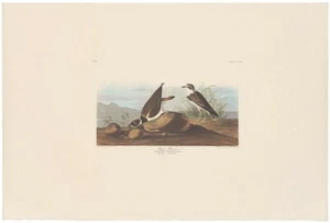 Audubon Amsterdam Ed Double Elephant Folio lithograph Pl 330 Ring Plover - Picture 1 of 2