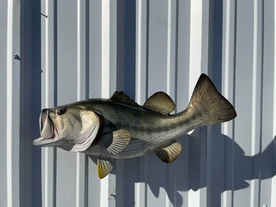 23" Largemouth Bass Two Sided Fish Mount Replica Facing - Quick Production - Image 1 of 4